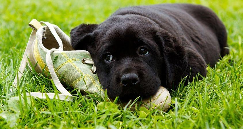 The Causes Of Unwanted Chewing — And How To Stop It - Cesar's Way