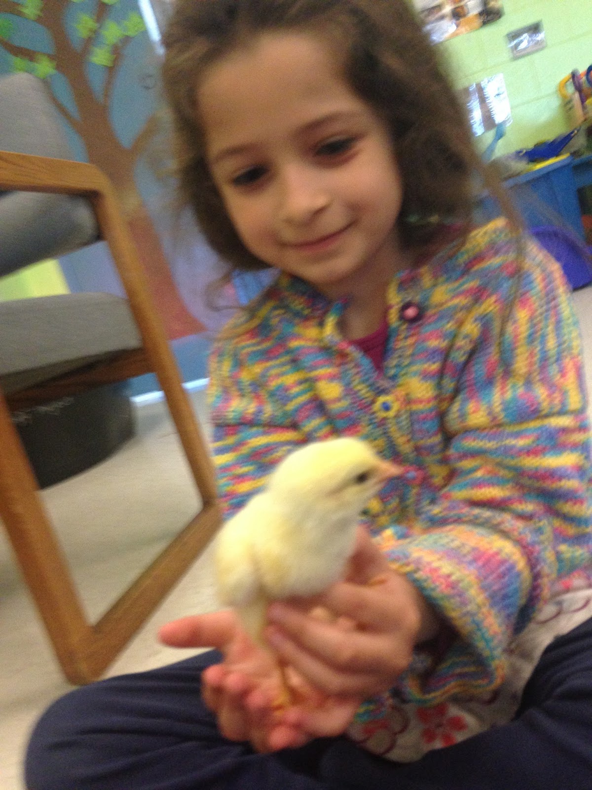 Chicks 3.jpeg