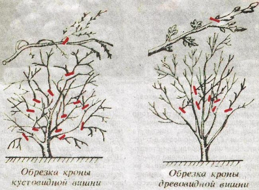 Обрезка кроны вишни