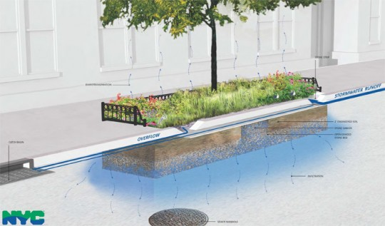 Illustration of a rain garden with a street tree.