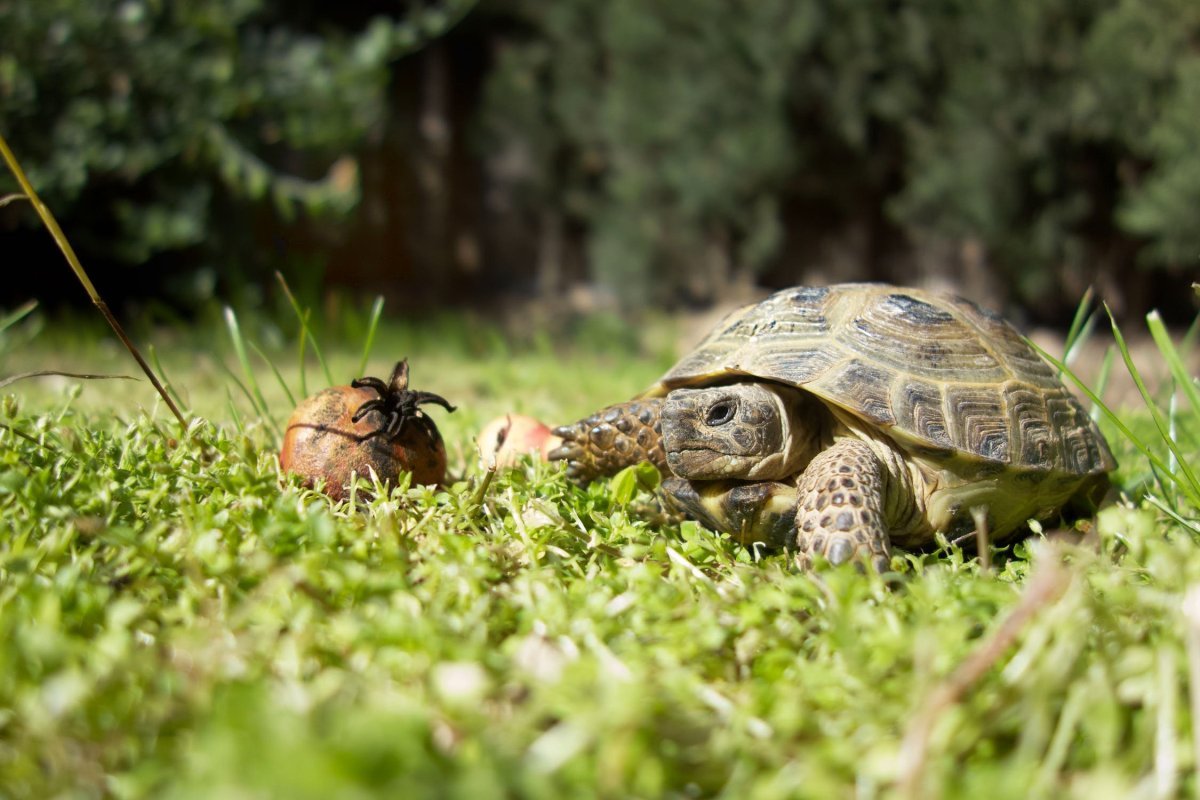 Can Tortoises Eat Apples