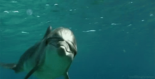 Watcha Doin GIF - Dolphin Hi Hey - Descubre & Comparte GIFs