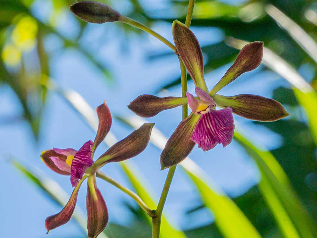 Miami Beach Botanical Garden | Orchids Garden