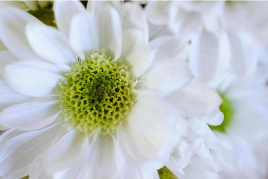 白い花が咲いている

自動的に生成された説明