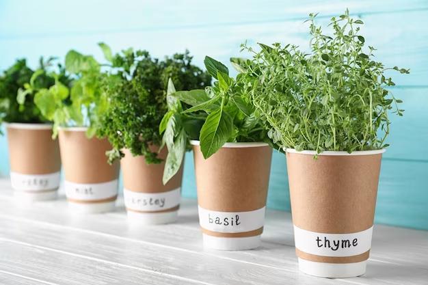 Pots of green herbs- spring outdoor decor