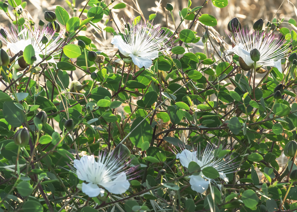 image of Capparis spinosa for the post on flowers in the Bible and their meanings