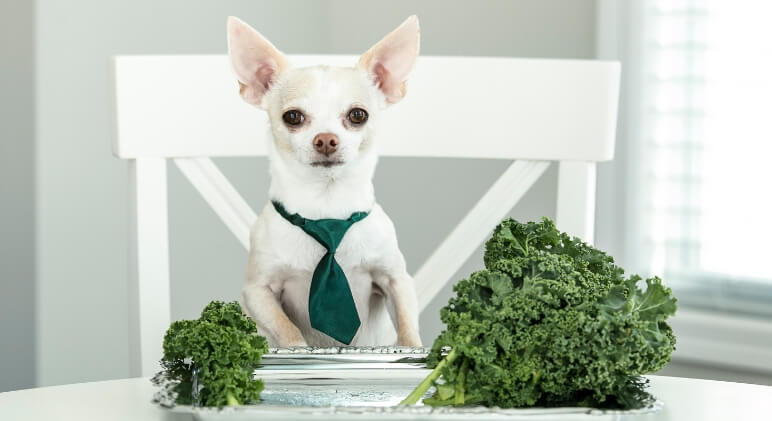 Can Dogs Have Kale - Everything You Need To Know