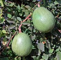 C:\Users\Mazhar Sayeed\Pictures\Aegle Marmelos.jpg
