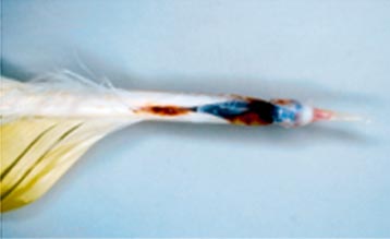 A dystrophic feather showing blood within the calamus and annular constrictions of the calamus due to Psittacine Beak and Feather Disease (PBFD).