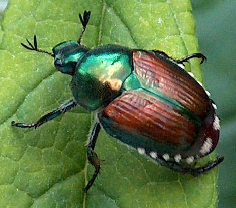 Japanese Beetle.jpg