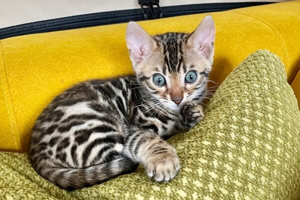 Choosing Cats For Sale