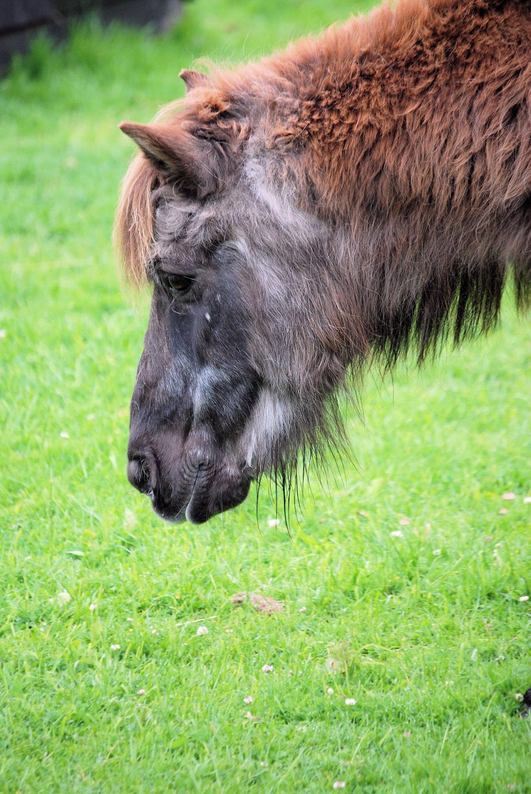 A shaggy old Shetland pony with greying face has Cushings