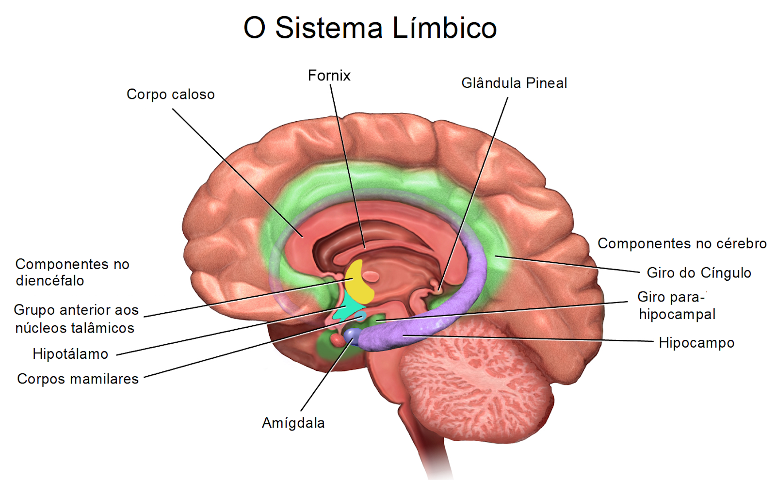 Imagem esquemática do sistema límbico e seus órgãos no cérebro, que provocam emoções na arte.