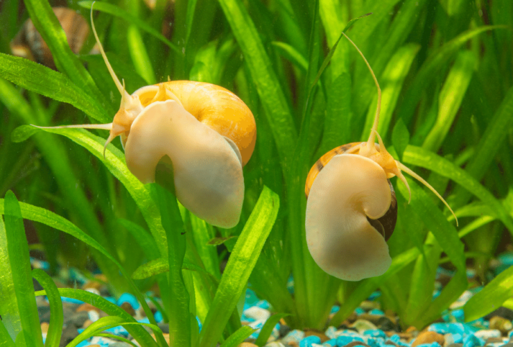 What Does Fresh Water Snails Eat