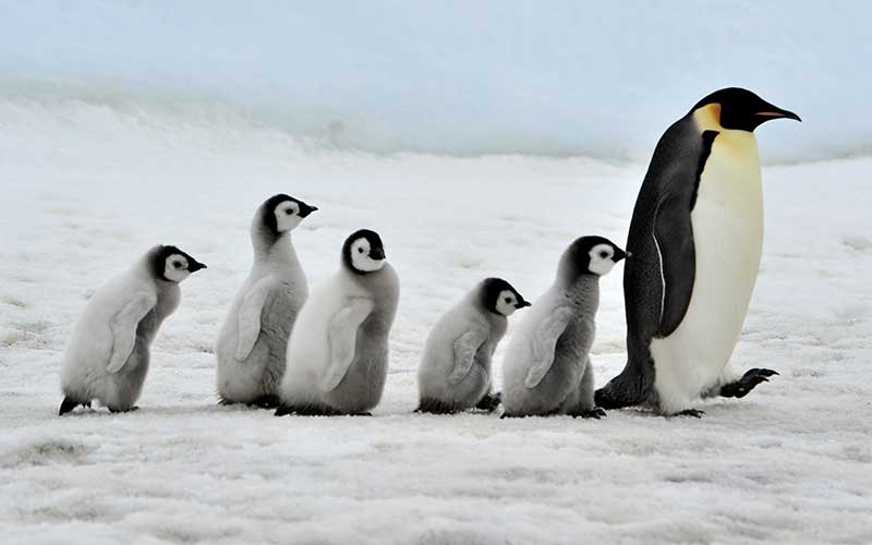 pinguino-emperador4.jpg