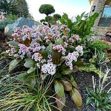 Bergenia DRAGONFLY™ 'Angel Kiss' | TERRA NOVA® Nurseries, Inc.