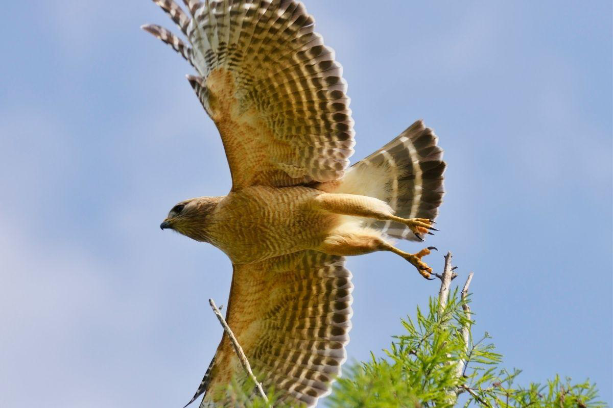 Red-Shouldered Hawk