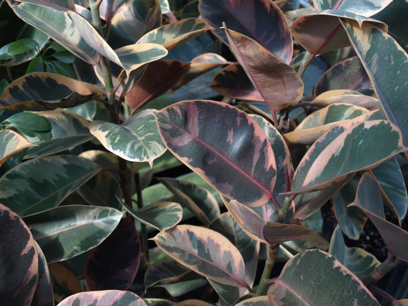 A close up of Variegated Rubber Plant