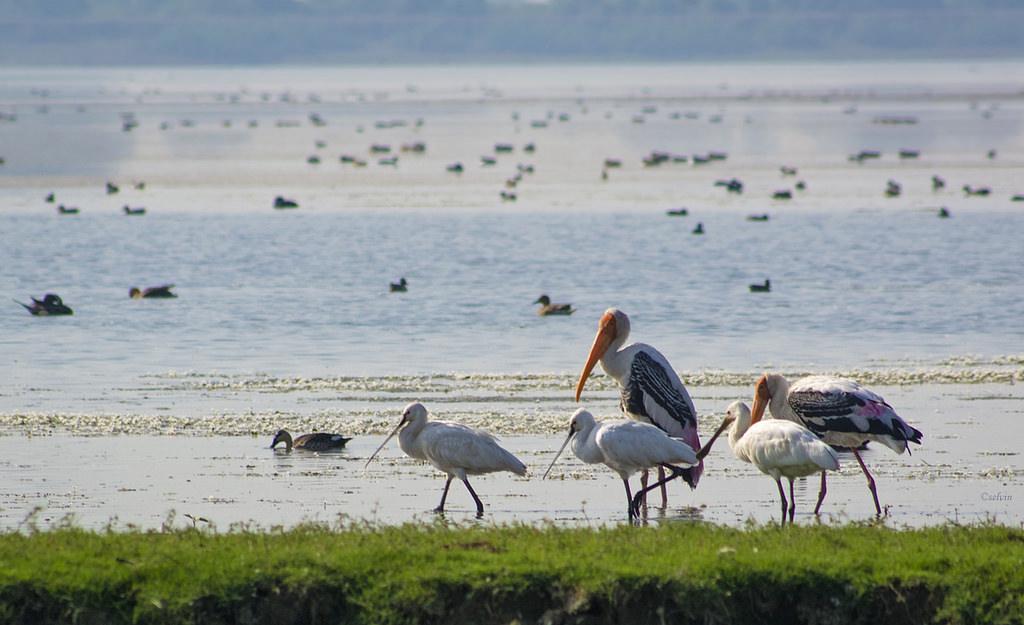 Image result for vadhvana bird sanctuary
