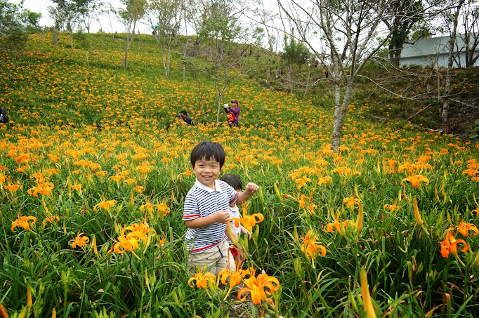 台東景點推薦【太麻里金針山】夏季限定太麻里金針花季