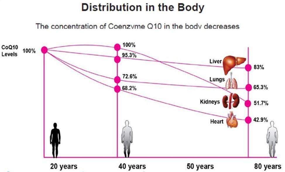 Su-dung-coenzyme-q10-giam-can-co-tac-dung-tot-cho-ca-suc-khoe-noi-chung