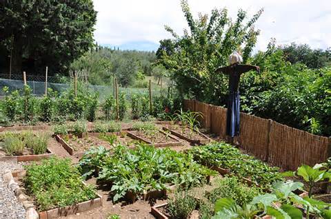 Basics of Growing Vegetables Presented at A&M Extension