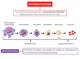 Resultado de imagen para proceso de eritropoyesis