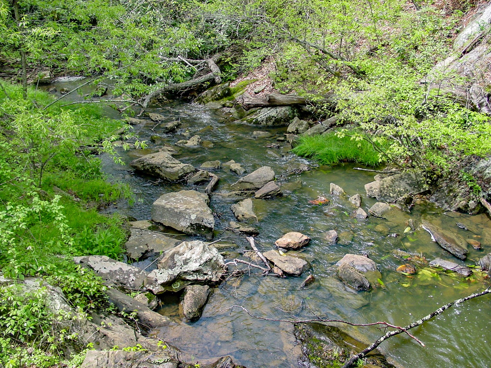 A small mountain stream in the green woods. 