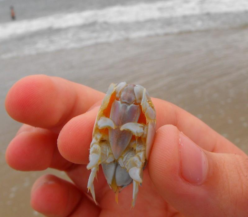 Can You Eat Sand Fleas? Do Sand Fleas Taste Good? The Answer May Surprise You!