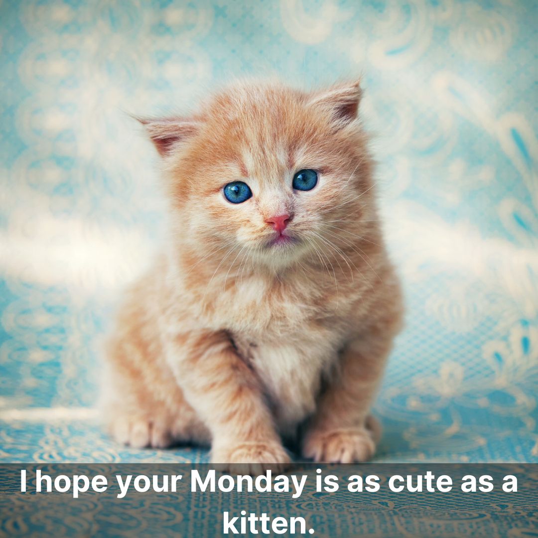 Cute Monday Blessings Kitten