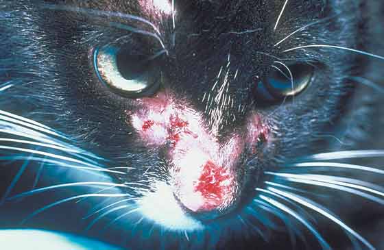 Ulceración nasal en un gato castrado DSH de 2 años de edad con esporotricosis