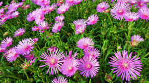 A field of pink New England asters.