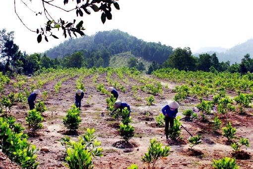 Trồng rừng thay thế ít nhất bằng diện tích rừng chuyển mục đích ...