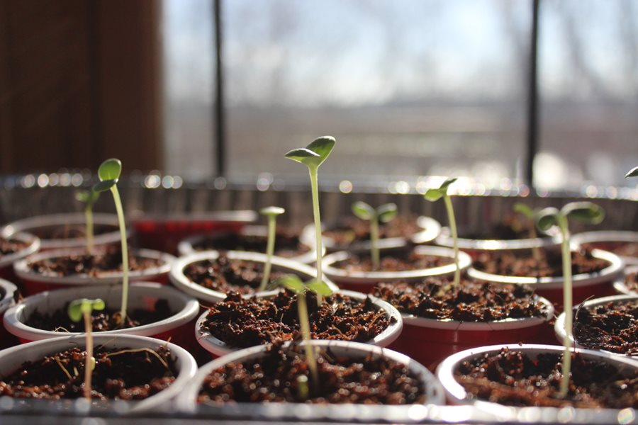 plant pumpkin seeds in right season