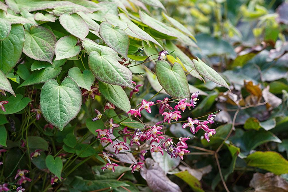 Epimedium grandiflorum