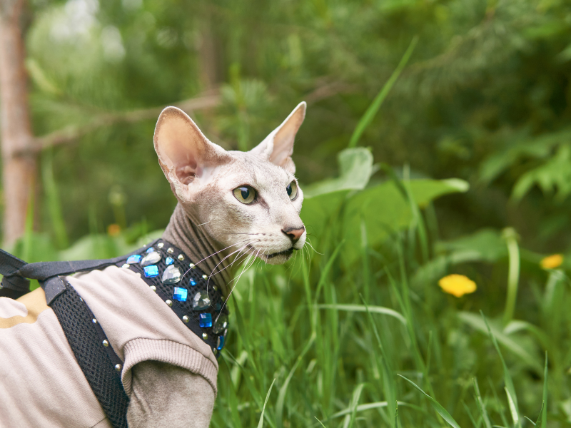 Peterbald-Cat-Care-Requirements