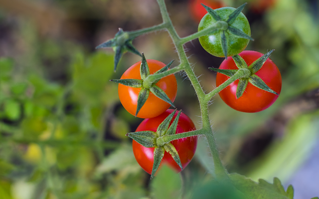 Tomate Image par Lars_Nissen