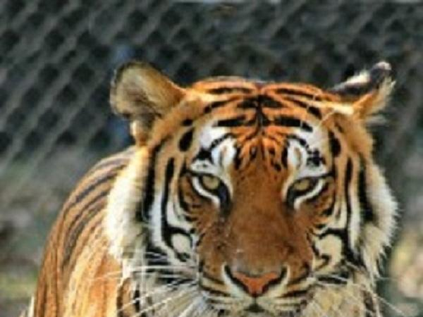 Big Cat Habitat and Gulf Coast Sanctuary