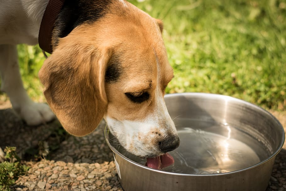 สุนัขสามารถกินน้ำมันมะพร้าวได้หรือไม่