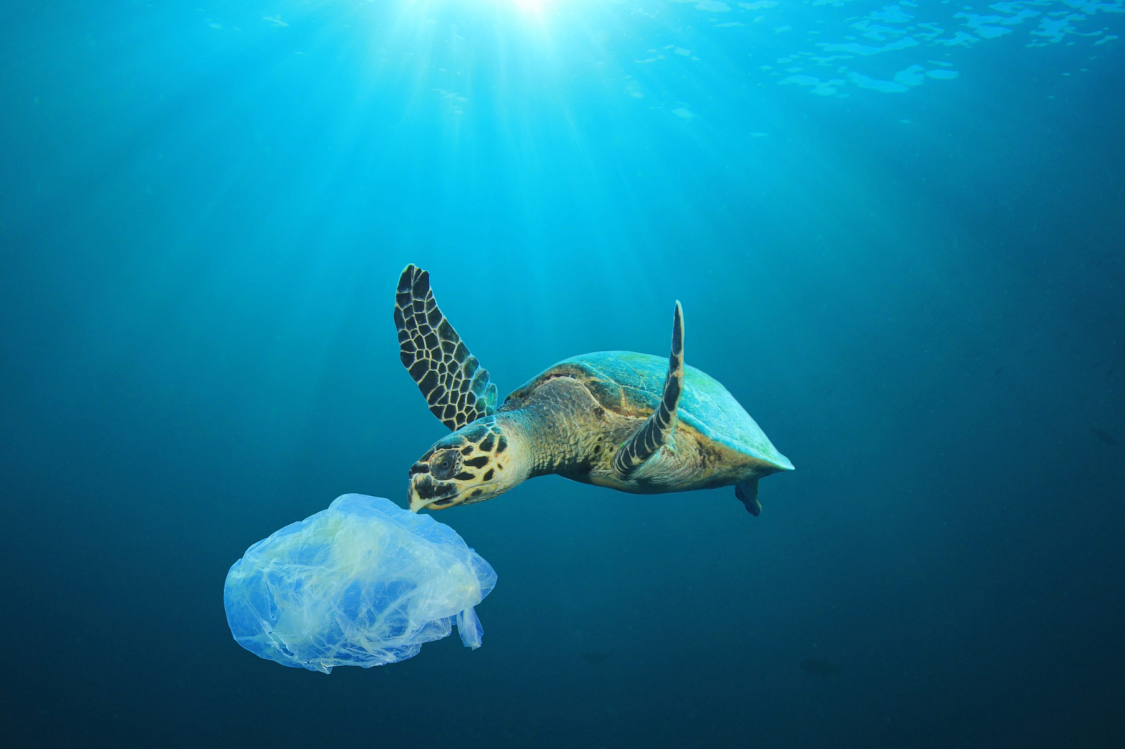 Save wildlife by saying no to plastic. Conservation