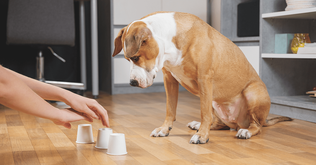 dog playing shell game