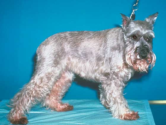Coloración salivar podal en una perra Schnauzer de 8 años de edad, esterilizada, con reacción alimenticia adversa