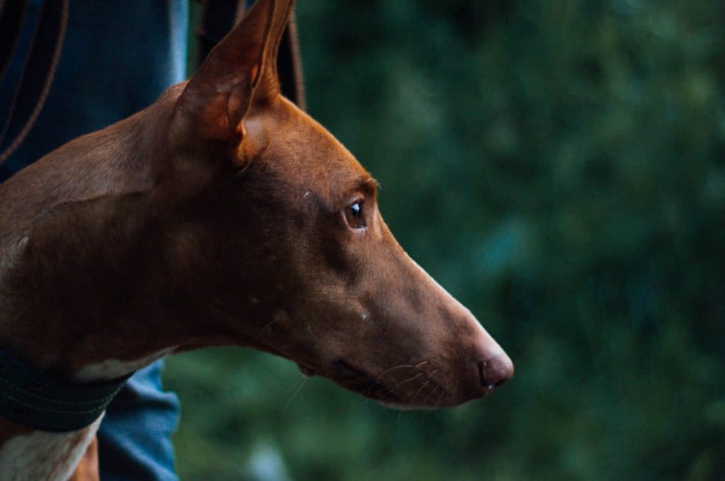 a Pharaoh Hound on a walk standing by a person