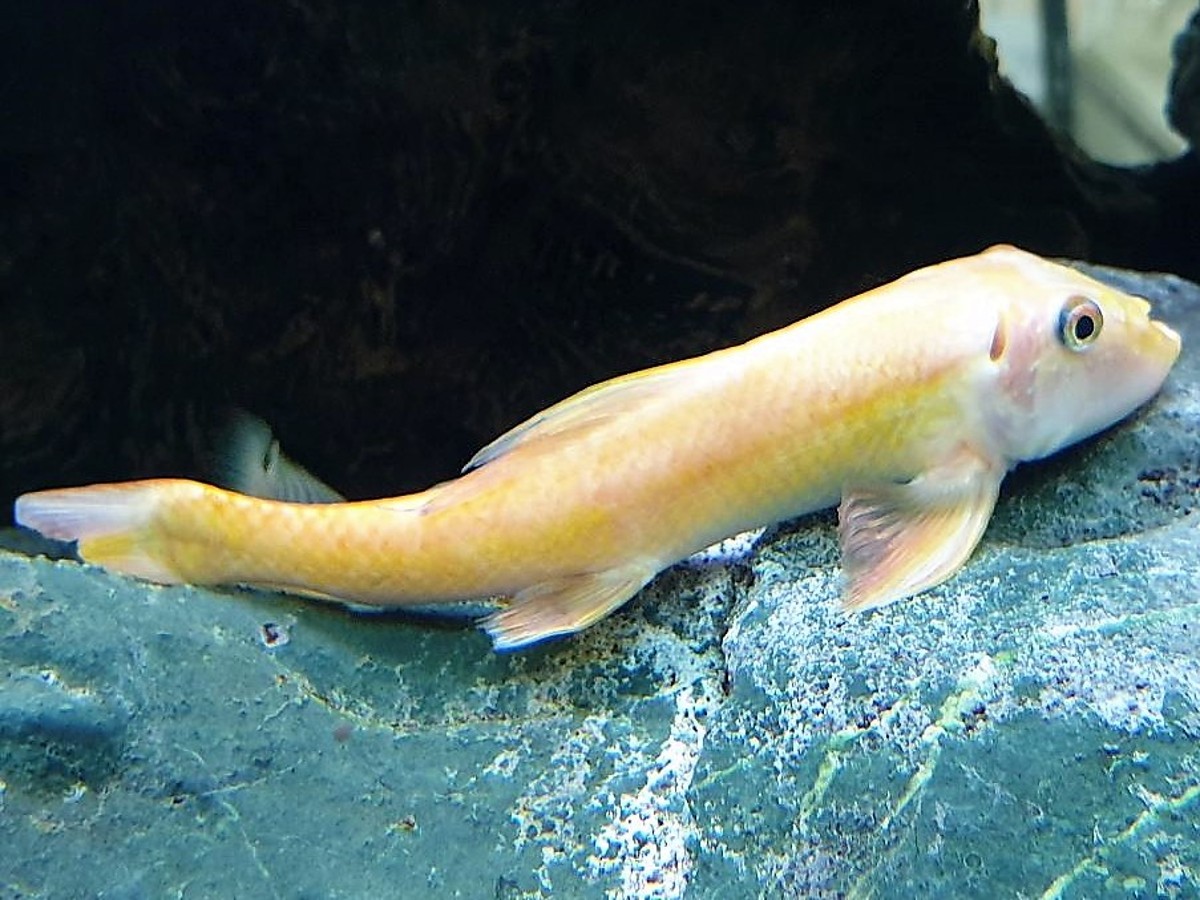 chinese algae eater