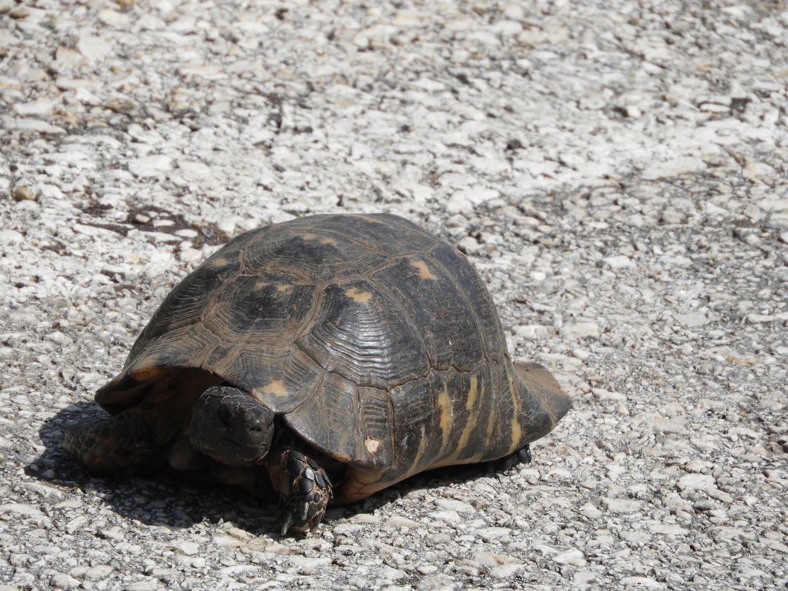 Griekse landschildpad, Peloponnesos