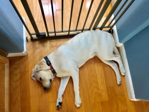 Puerta para perros utilizada para bloquear el área donde el perro puede masticar muebles de madera
