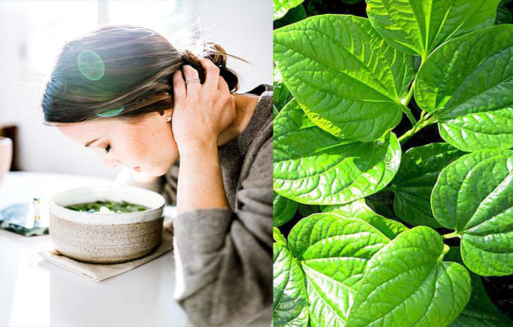 TOP 15 cách trị viêm xoang tại nhà hiệu quả nhất hiện nay 22 Dùng lá trầu không để xông mũi sẽ cho hiệu quả tốt