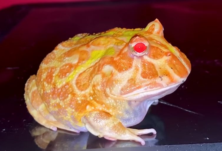 Pac man frog