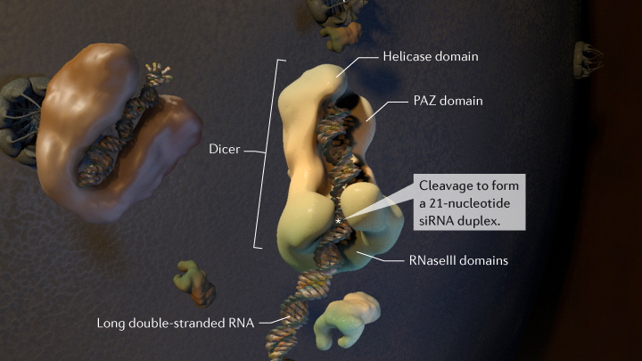 Dicer cleaves an ssRNA into an siRNA duplex Dicer cleaves an ssRNA into an siRNA duplex