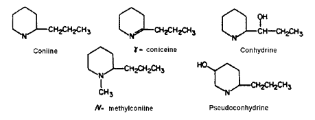Piperidine (nicotinic) alkaloids including γ coniceine, coniine, N-methyl coniine, conhydrine, and pseudoconhydrine